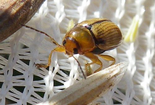 Réf. 239 890 : Cryptocephalus pusillus